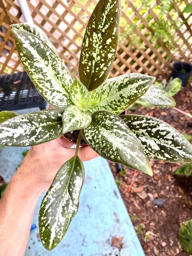 Michaelmoelleria viatnamese rare variegated flowering gesneriad XL starter plant **(ALL plants require you to purchase ANY 2 plants!)**