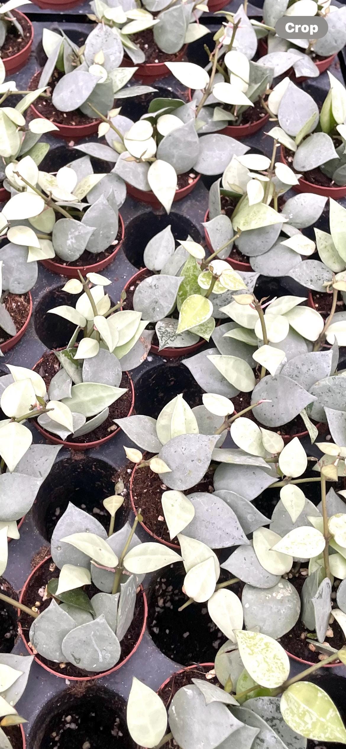 Hoya arctic 2” plant **(ALL plants require you to purchase ANY 2 plants!)**