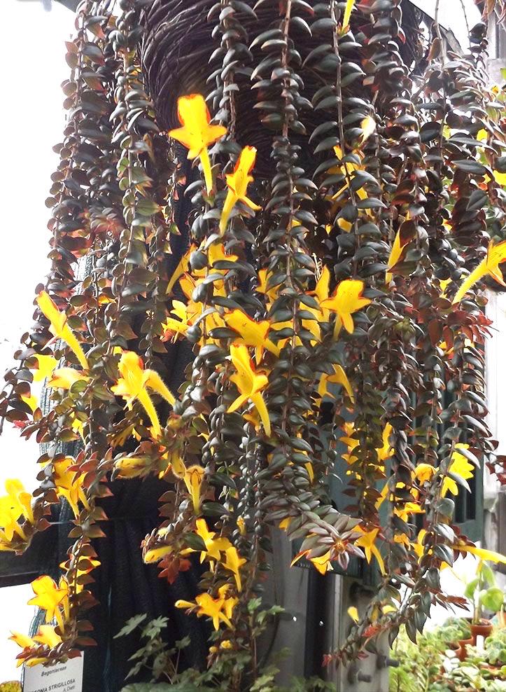 Columnea “hot lips” lipstick 2” plant **(ALL plants require you to purchase ANY 2 plants!)**