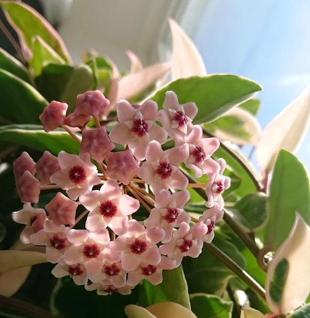 Hoya Krimson queen 4” plant **(ALL plants require you to purchase ANY 2 plants!)**