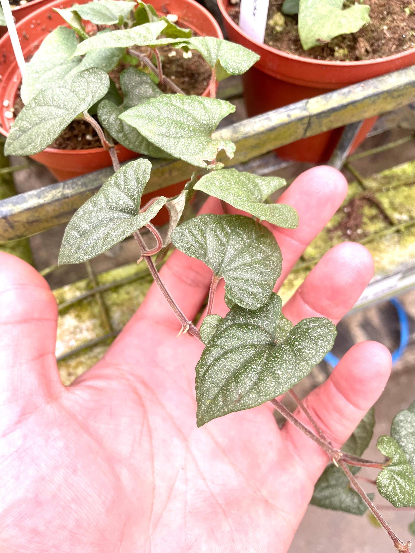 Piper Silver Flecks rare 4” plant **(ALL plants require you to purchase ANY 2 plants!)**