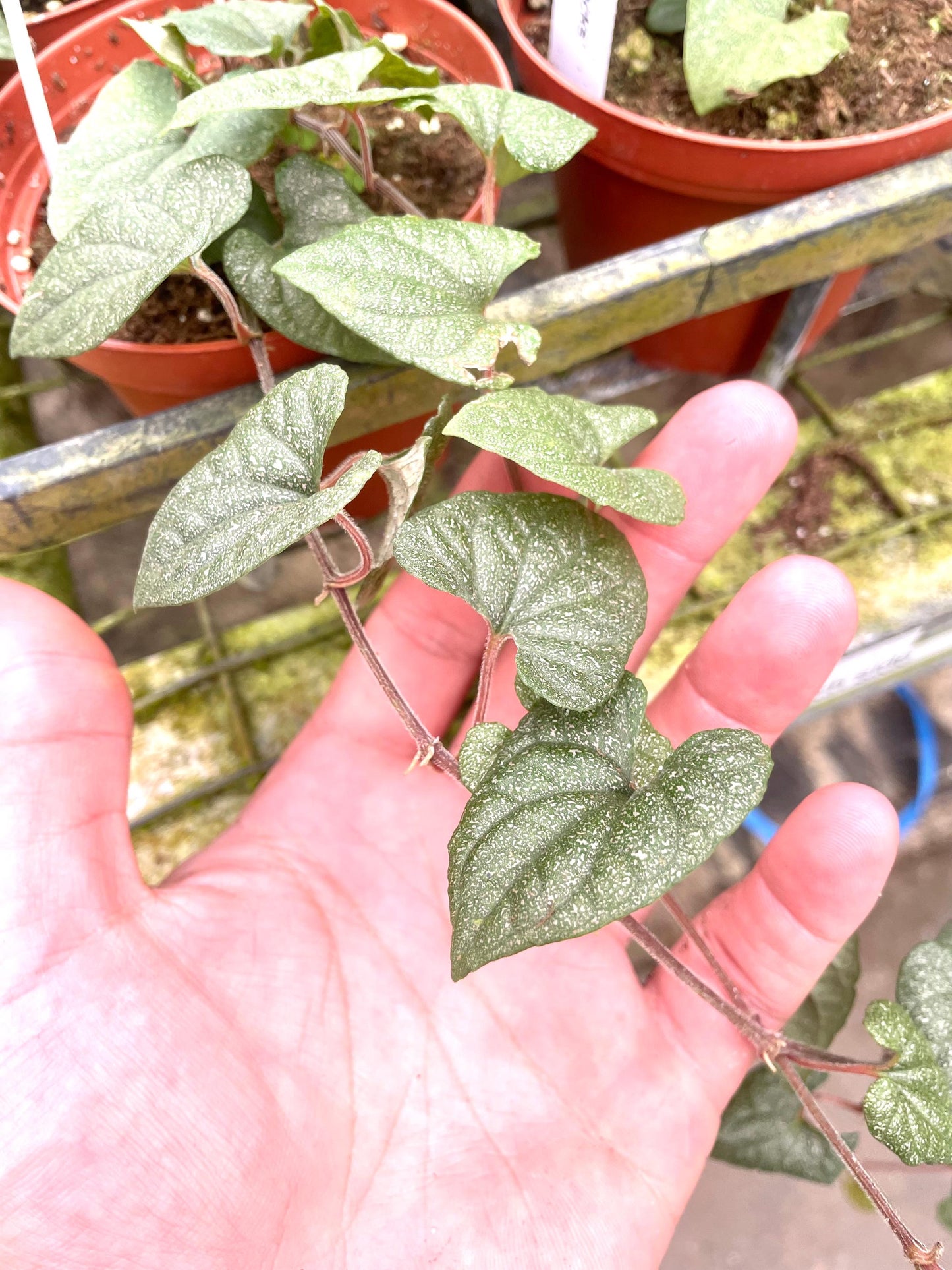 Peperomia Silver Flecks rare 4” plant **(ALL plants require you to purchase ANY 2 plants!)**