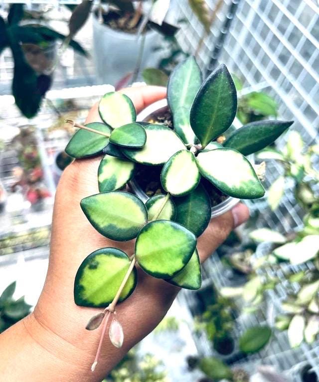 Hoya Burtoniae DS-70 Variegated 2” plant **(ALL plants require you to purchase ANY 2 plants!)**