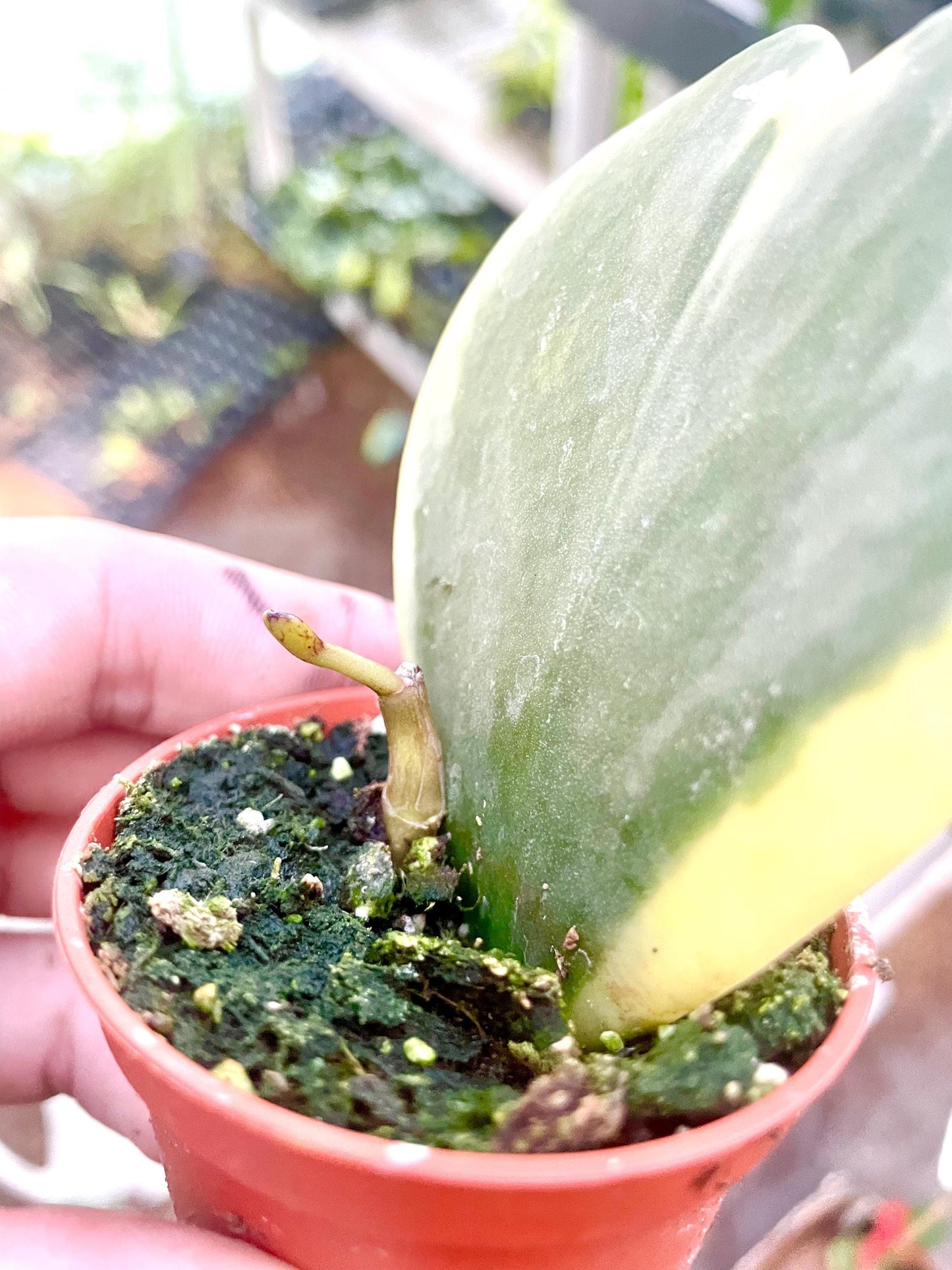 Hoya Kerri variegated (outer) starter plant **(ALL plants require you to purchase ANY 2 plants!)**