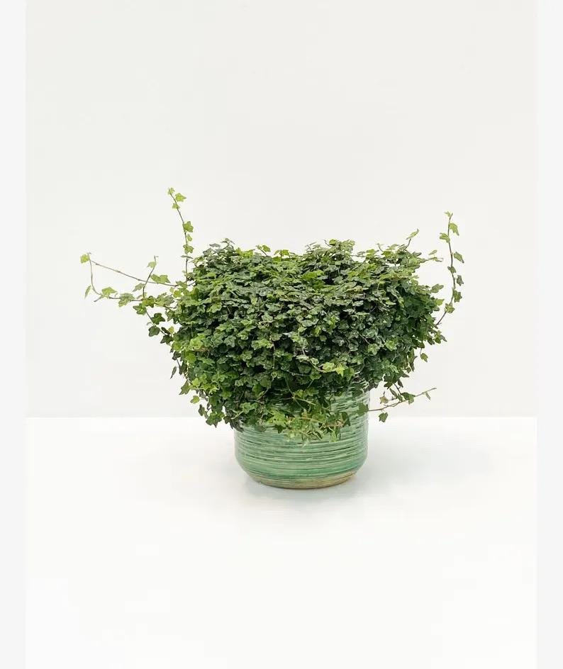 String of Frogs Vining 2” plant **(ALL plants require you to purchase ANY 2 plants!)**