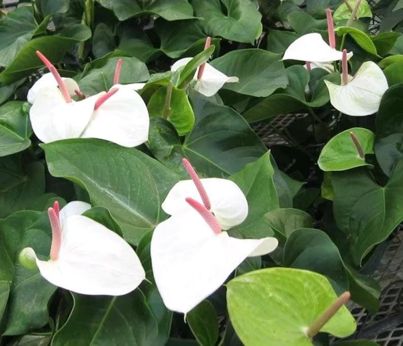 Anthurium White heart starter plant **(ALL plants require you to purchase ANY 2 plants!)**