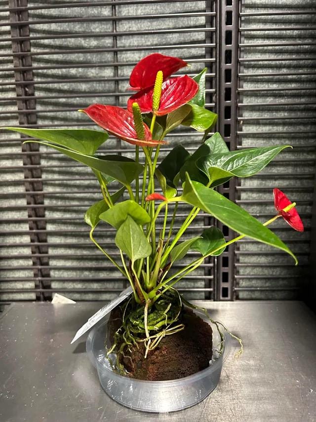 Anthurium Red heart 2” plant **(ALL plants require you to purchase ANY 2 plants!)**