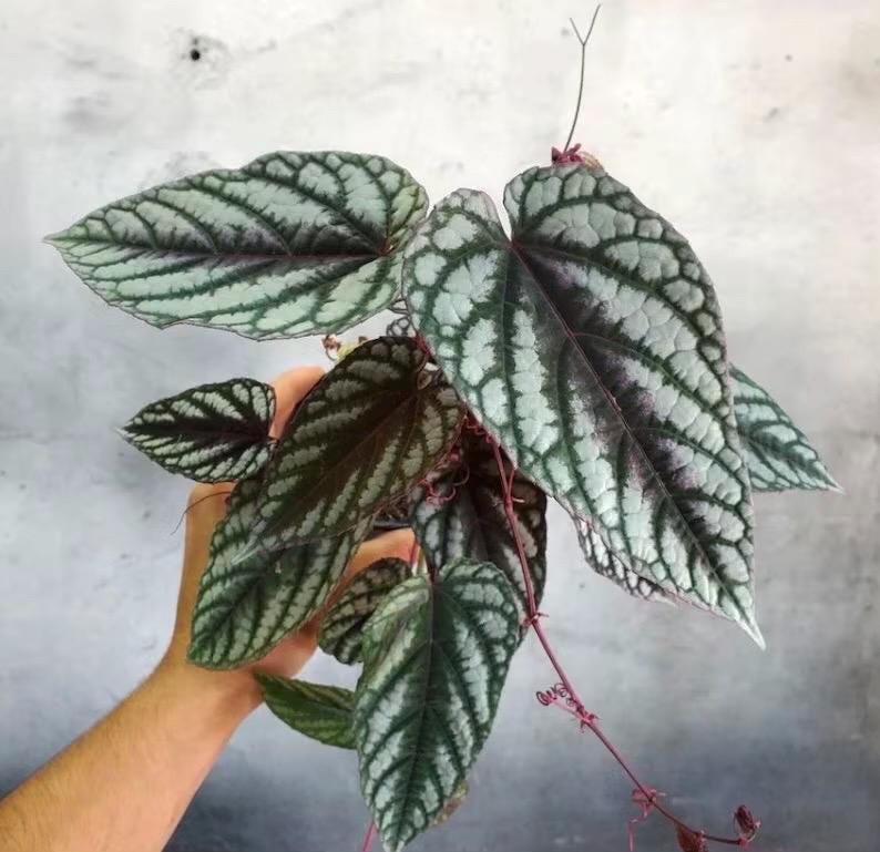 Rex begonia vining starter plant **(ALL plants require you to purchase ANY 2 plants!)**