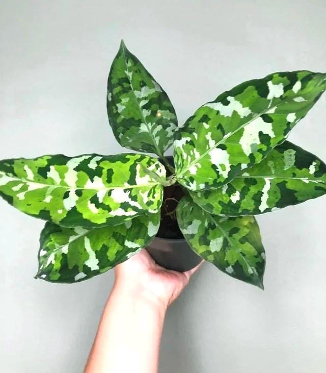 Aglaonema Pictum tricolor multi stem 4” plant **(ALL plants require you to purchase ANY 2 plants!)**