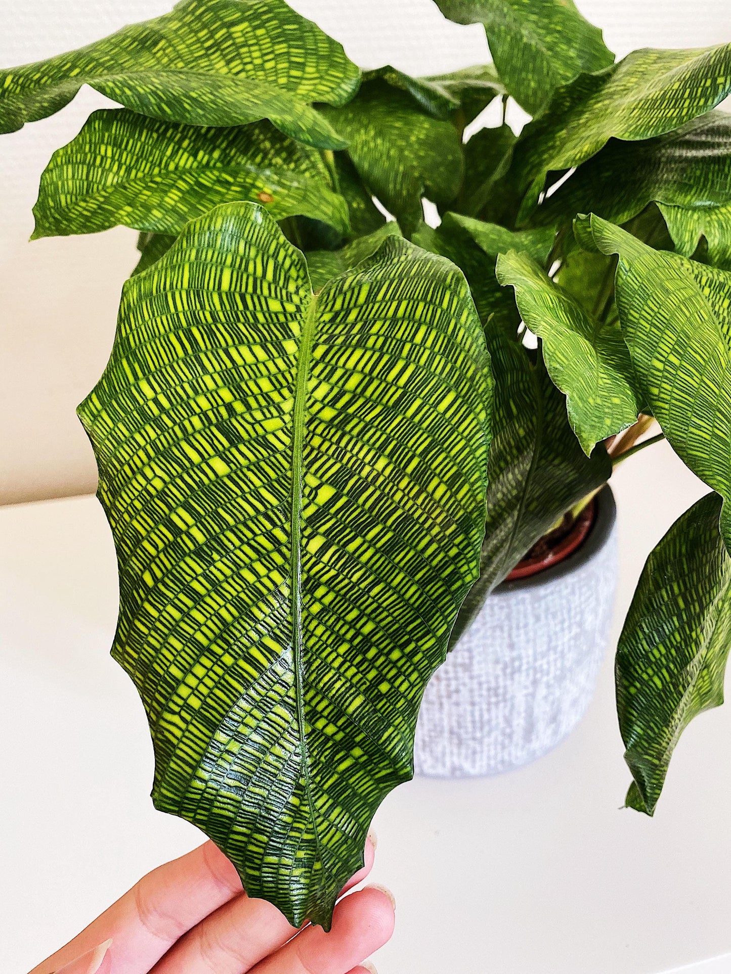 Calathea Musaica Network 2” plant **(ALL plants require you to purchase ANY 2 plants!)**