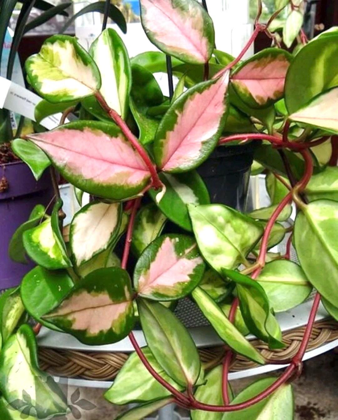 Hoya Carnosa Variegated tricolor starter plant **(ALL plants require you to purchase ANY 2 plants!)**