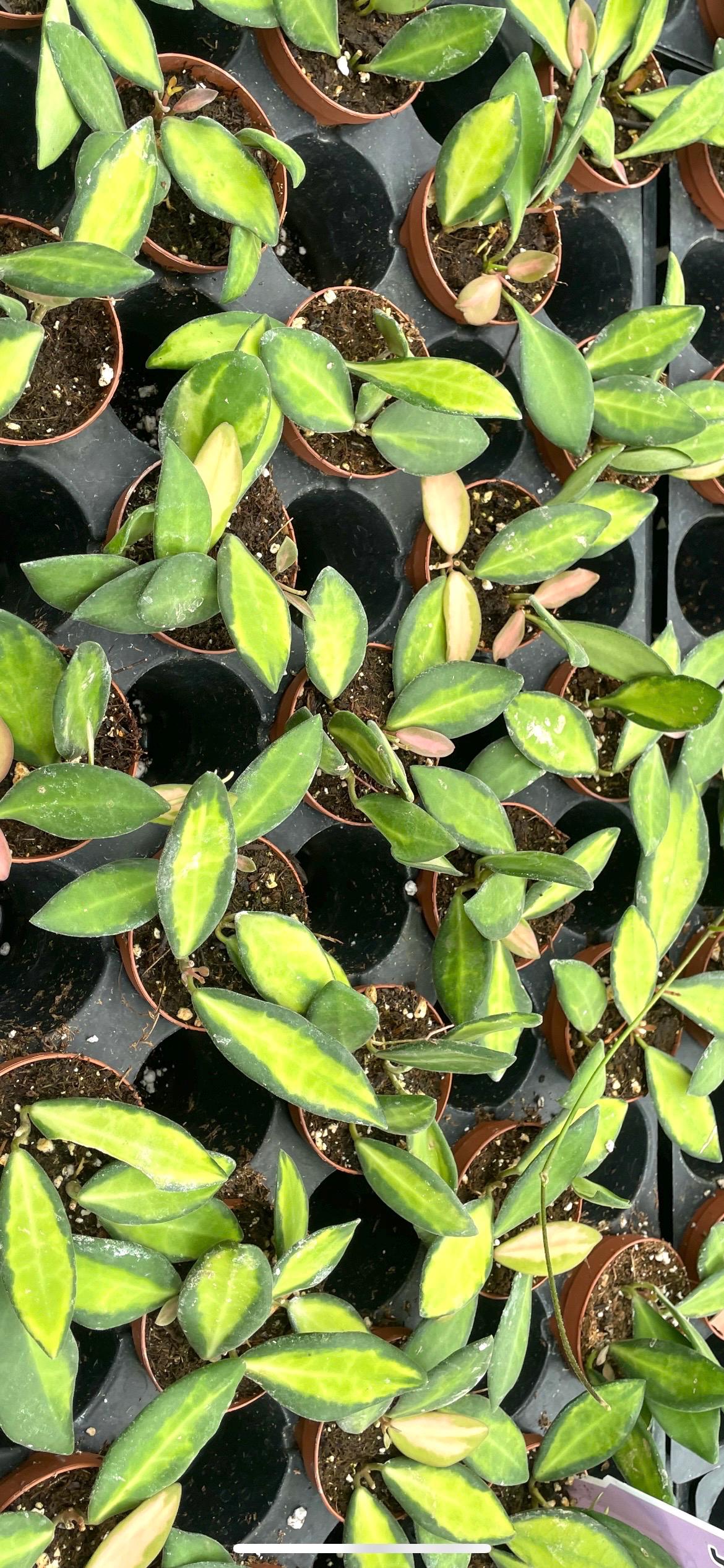 Hoya DS-70 Variegated 2” plant **(ALL plants require you to purchase ANY 2 plants!)**