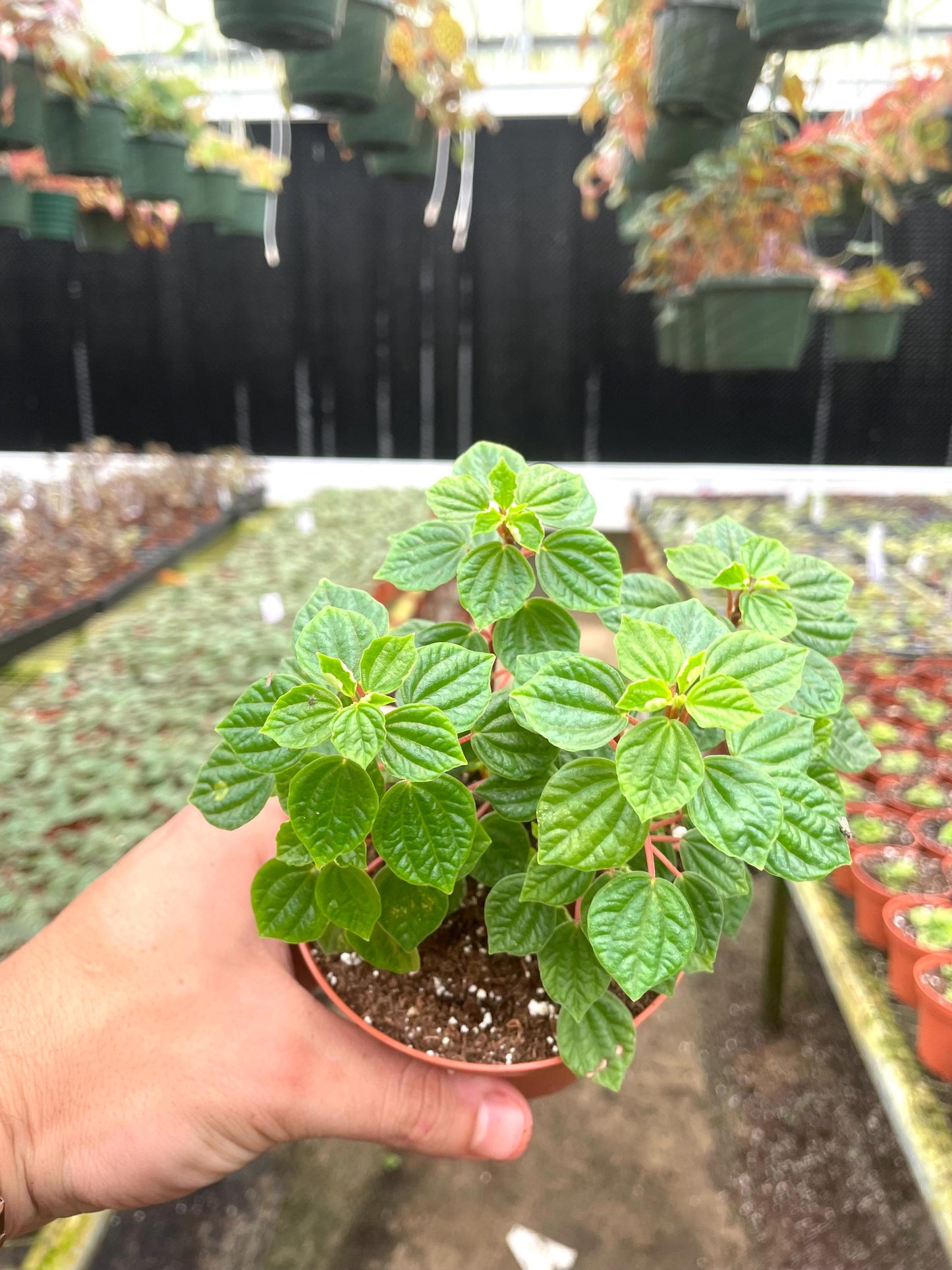 Peperomia Meridana 2” plant **(ALL plants require you to purchase ANY 2 plants!)**