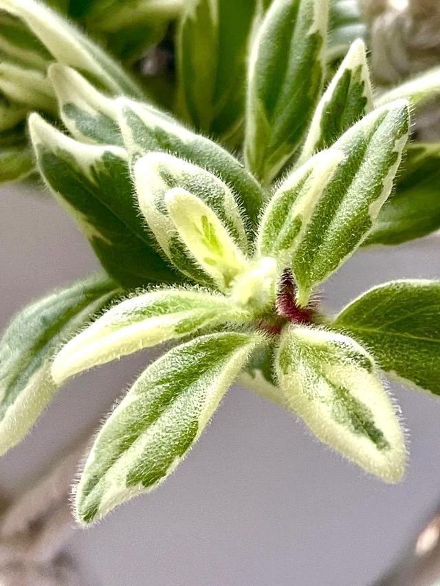Columnea hirta variegated “light prince” starter plant **(ALL plants require you to purchase ANY 2 plants!)**