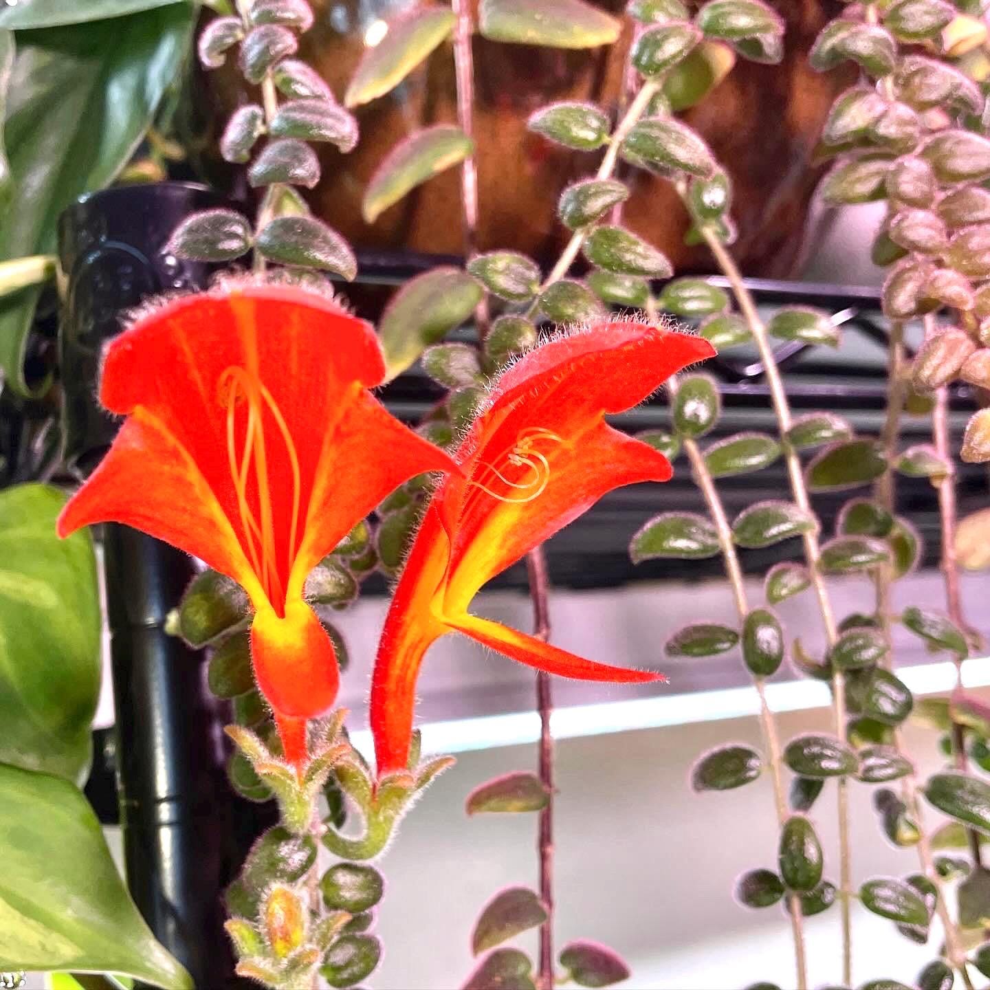 Columnea gloriosa “flying goldfish plant” 2” plant **(ALL plants require you to purchase ANY 2 plants!)**