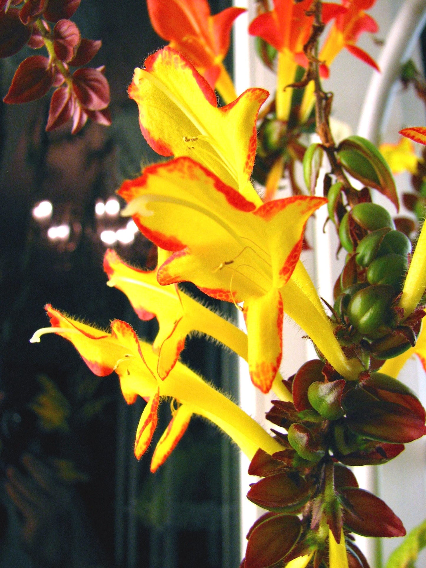 Columnea “hot lips” lipstick starter plant **(ALL plants require you to purchase ANY 2 plants!)**