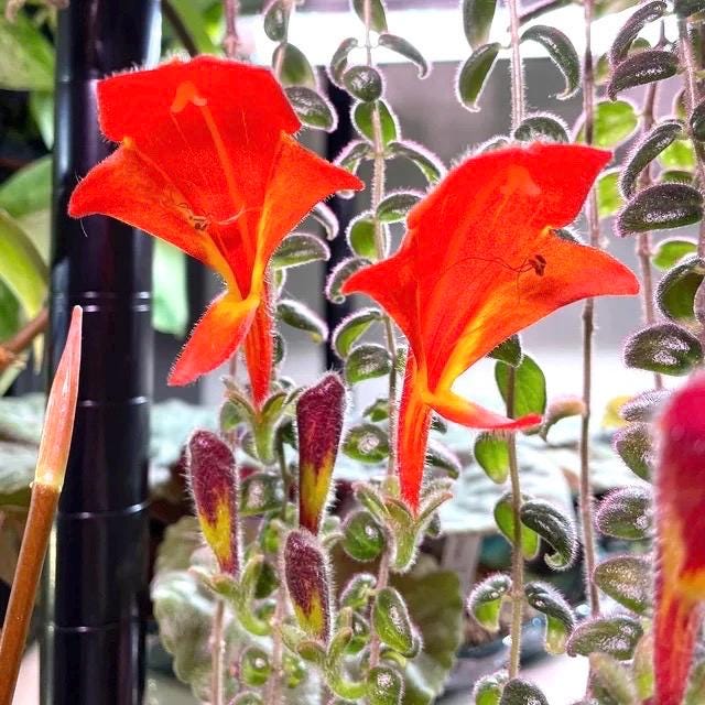 Columnea Broget stravanger variegated “flying goldfish plant” 2” plant **(ALL plants require you to purchase ANY 2 plants!)**