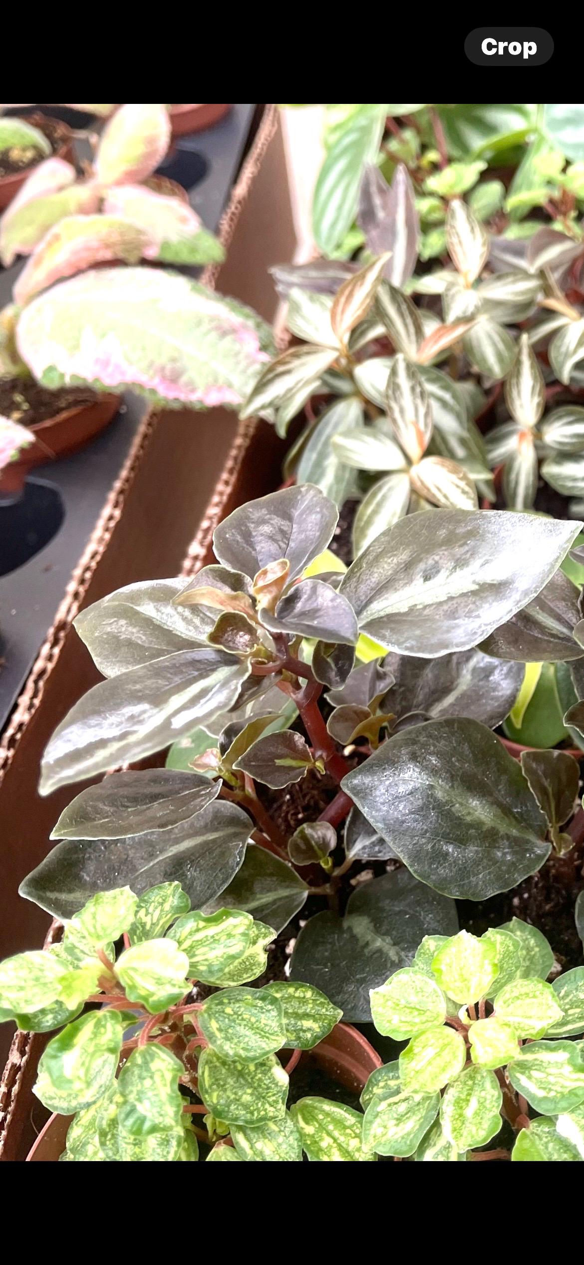 Peperomia Metallica var columbiana starter plant **(ALL plants require you to purchase ANY 2 plants!)**