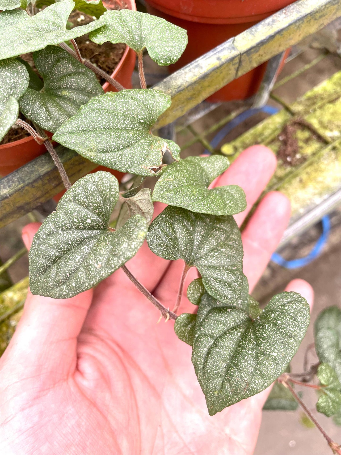 Piper Silver Flecks rare 4” plant **(ALL plants require you to purchase ANY 2 plants!)**