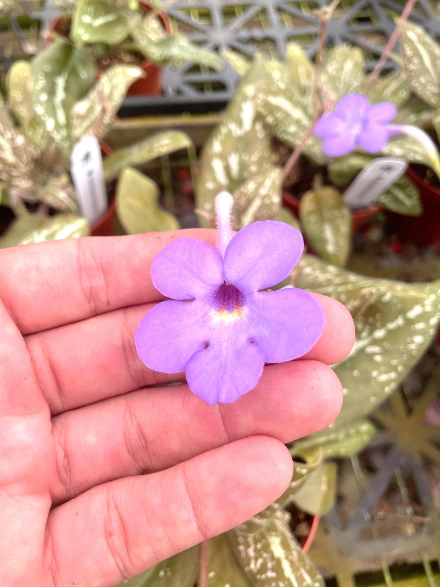 Michaelmoelleria viatnamese rare variegated flowering gesneriad 4” plant **(ALL plants require you to purchase ANY 2 plants!)**