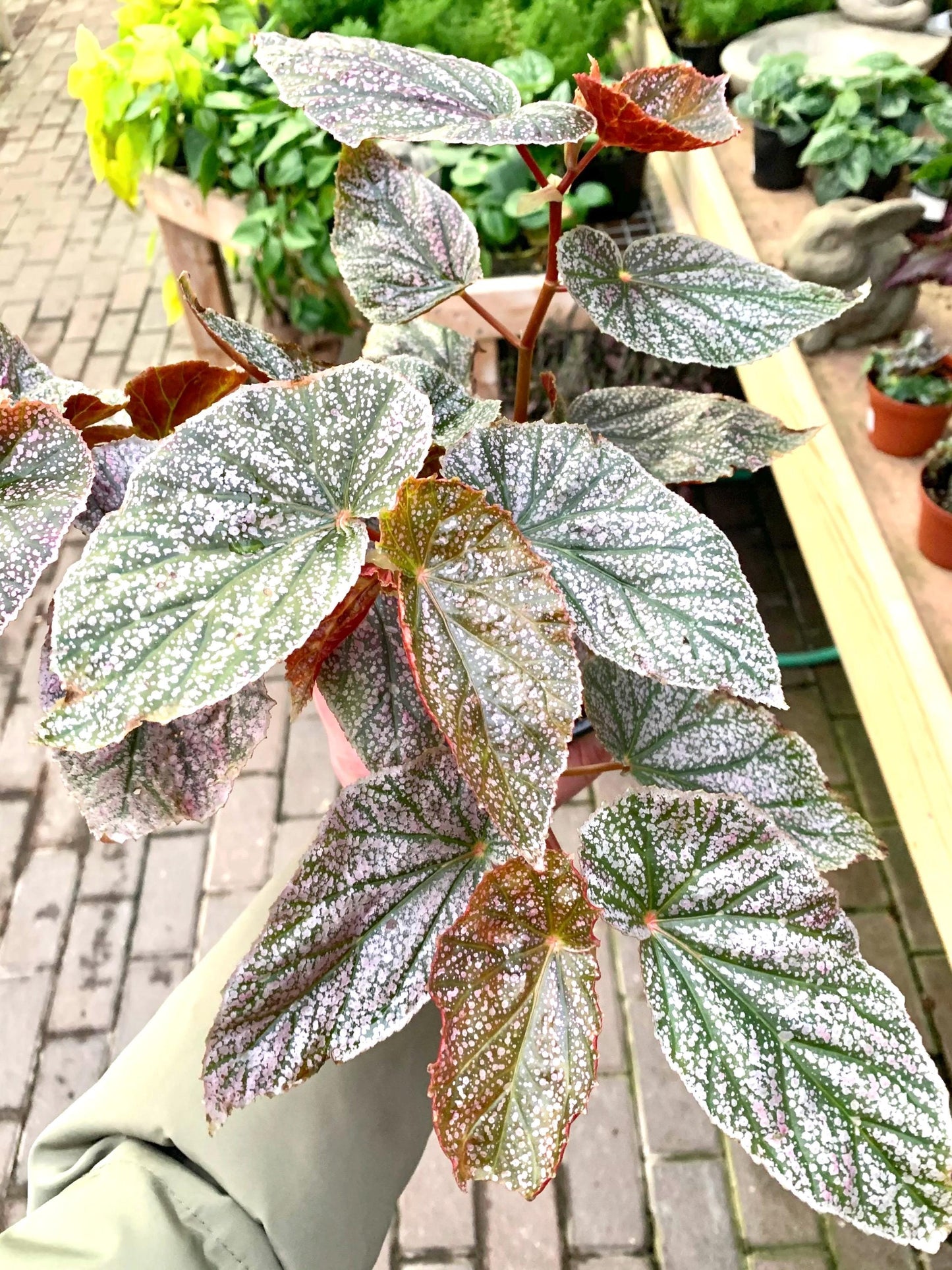 Begonia Rex maculata pink spot “angel wing” starter plant **(ALL plants require you to purchase ANY 2 plants!)**