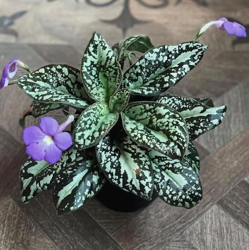 Michaelmoelleria viatnamese rare variegated flowering gesneriad 2” plant **(ALL plants require you to purchase ANY 2 plants!)**
