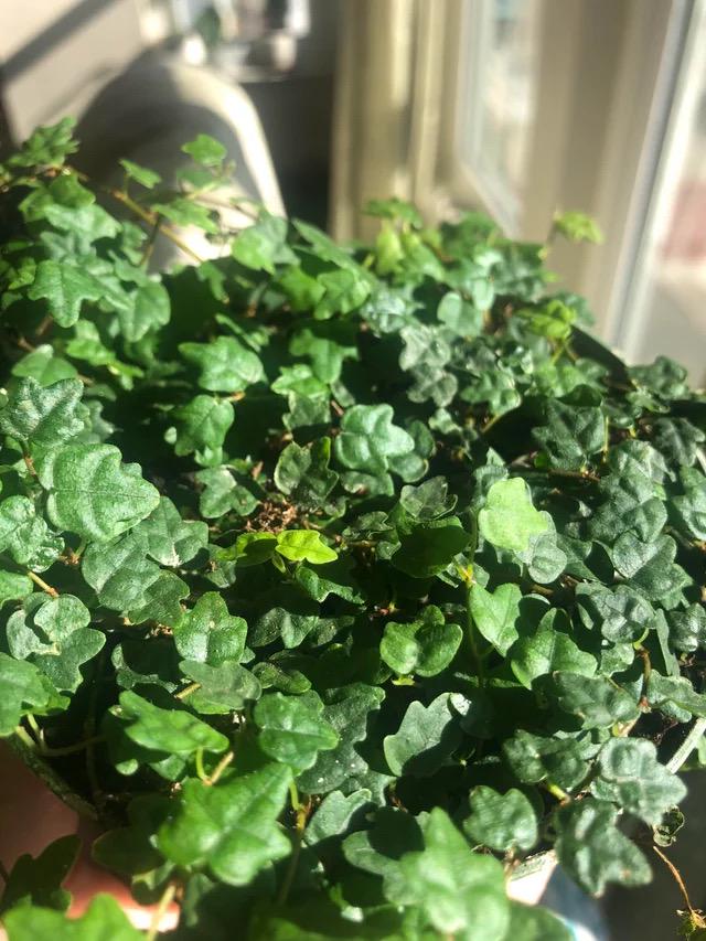 String of Frogs Vining starter plant **(ALL plants require you to purchase ANY 2 plants!)**