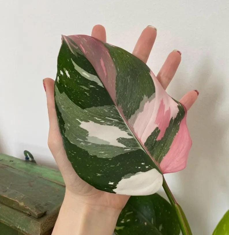 Philodendron Tricolor princess starter plant **(ALL plants require you to purchase ANY 2 plants!)**