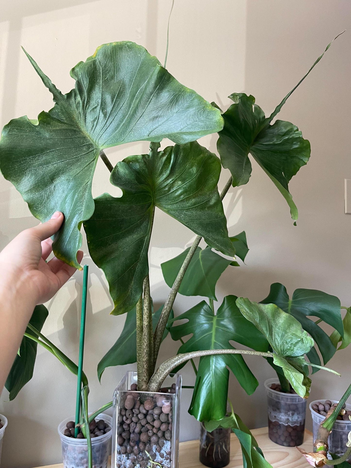 Alocasia Stingray elephant ear starter plant **(ALL plants require you to purchase ANY 2 plants!)**