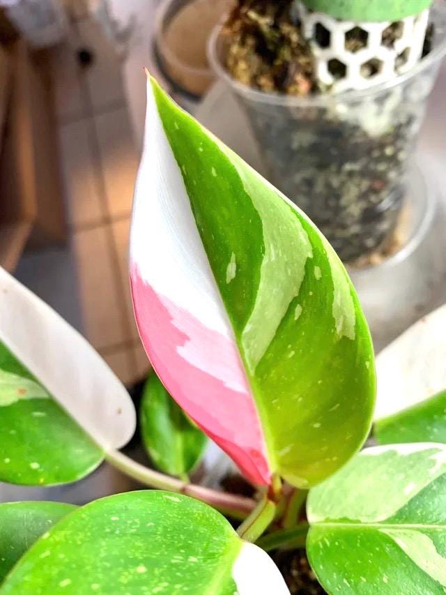 philodendron white princess with pink Philodendron White princess starter plant **(ALL plants require you to purchase ANY 2 plants!)**