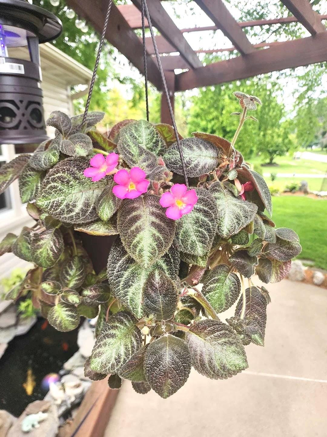 Episcia Chocolate soldier flowering African violet starter plant **(ALL plants require you to purchase ANY 2 plants!)**