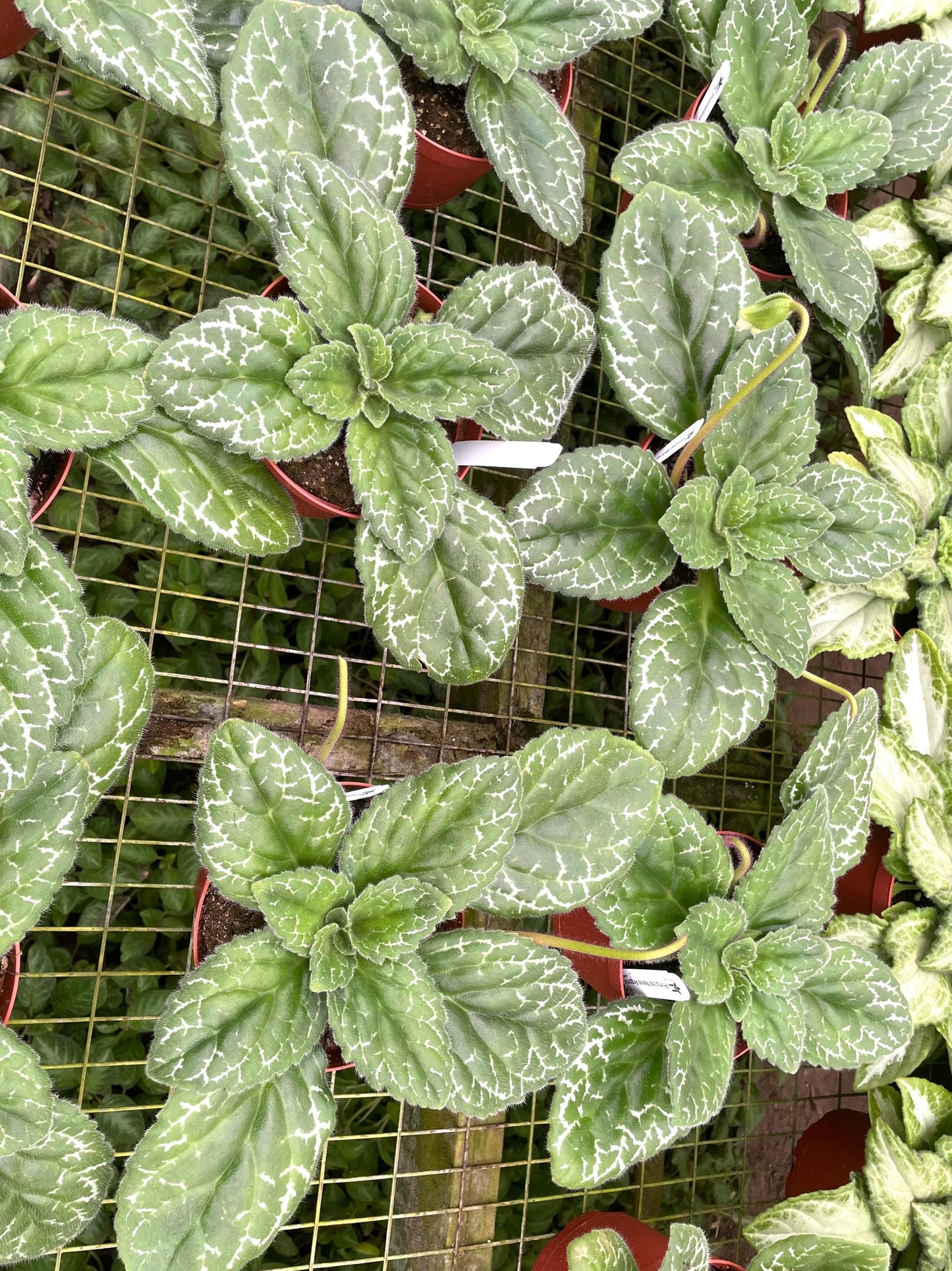 Primulina Naine Argente “Chinese violet” XL plant **(ALL plants require you to purchase ANY 2 plants!)**