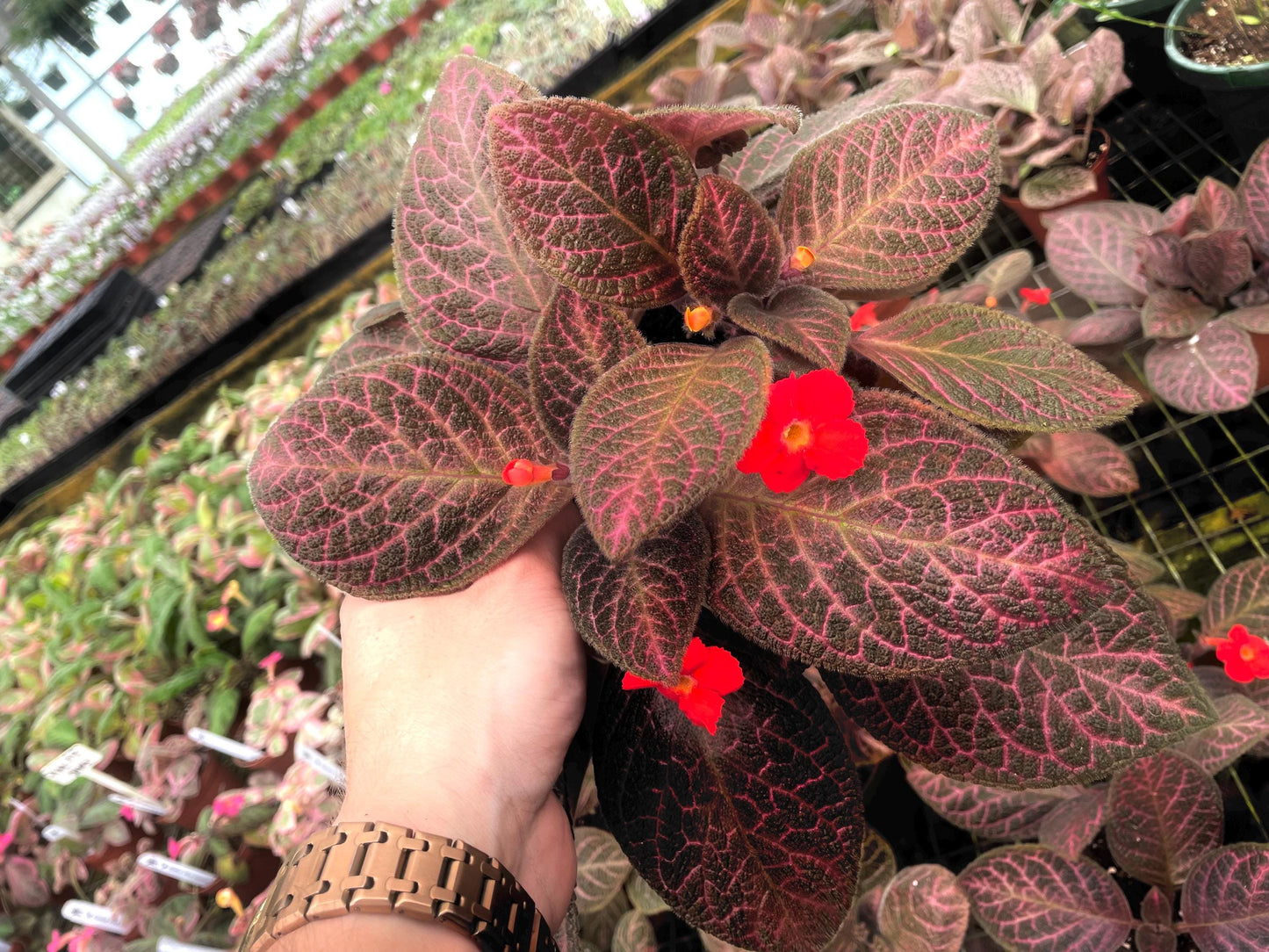 Episcia pink Gator variegated flowering (red flower) African violet 2” plant **(ALL plants require you to purchase ANY 2 plants!)**
