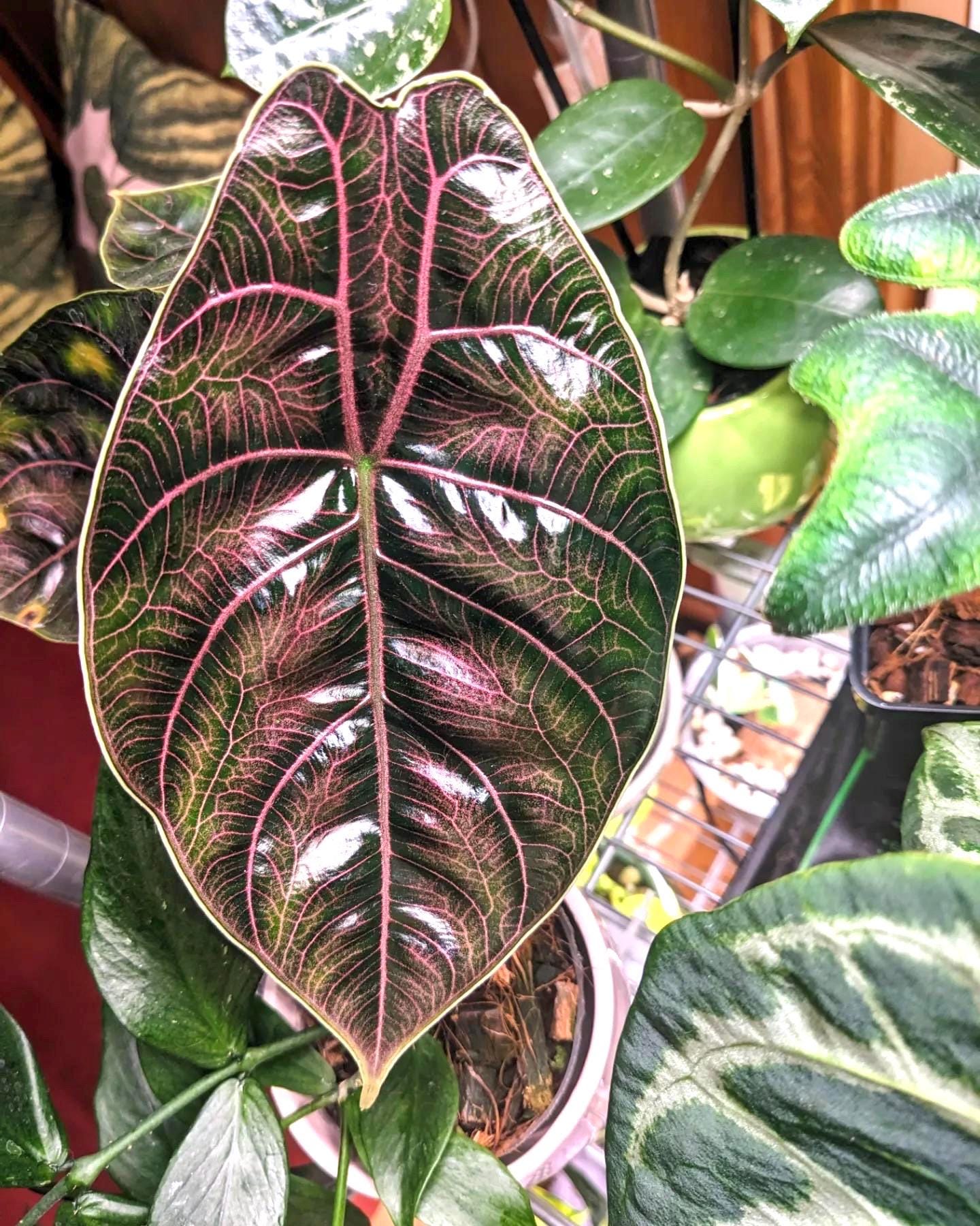 Alocasia Azlanii Red mambo 2” plant **(ALL plants require you to purchase ANY 2 plants!)**