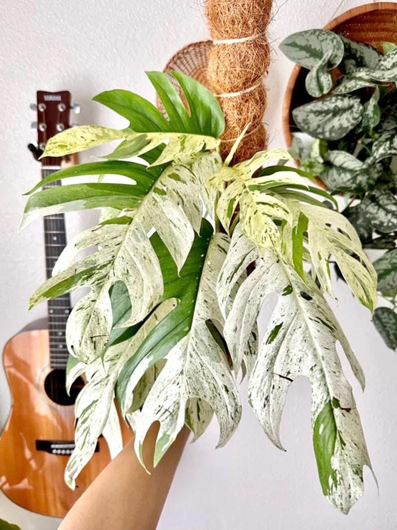 Epipremnum Pinnatum variegated Marble climbing rare 4” plant **(ALL plants require you to purchase ANY 2 plants!)**