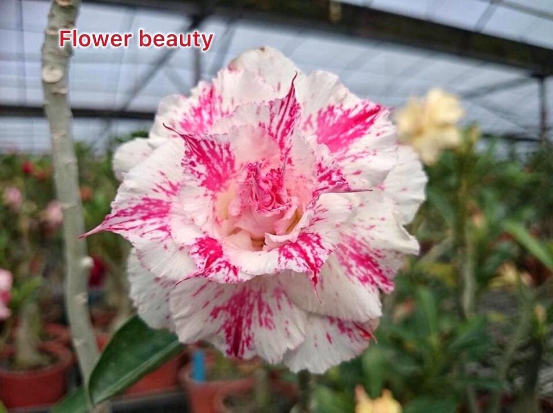 Desert rose rare “Flower beauty” adenium obesum starter plant **(ALL plants require you to purchase ANY 2 plants!)**