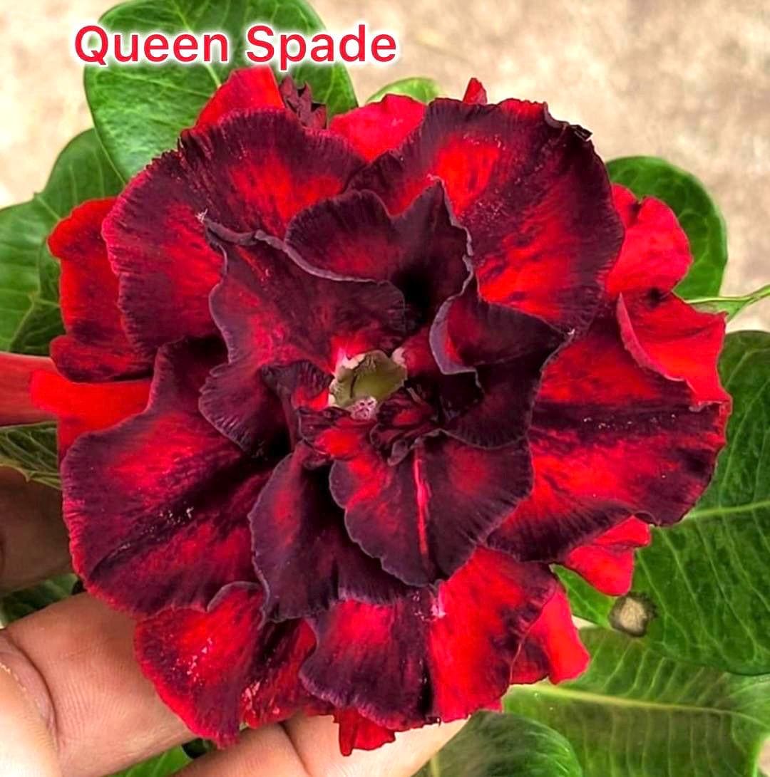 Desert rose “queen spade” adenium obesum rare flower starter plant **(ALL plants require you to purchase ANY 2 plants!)**