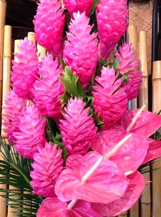 Hawaiian pink ginger 4” plant **(ALL plants require you to purchase ANY 2 plants!)**