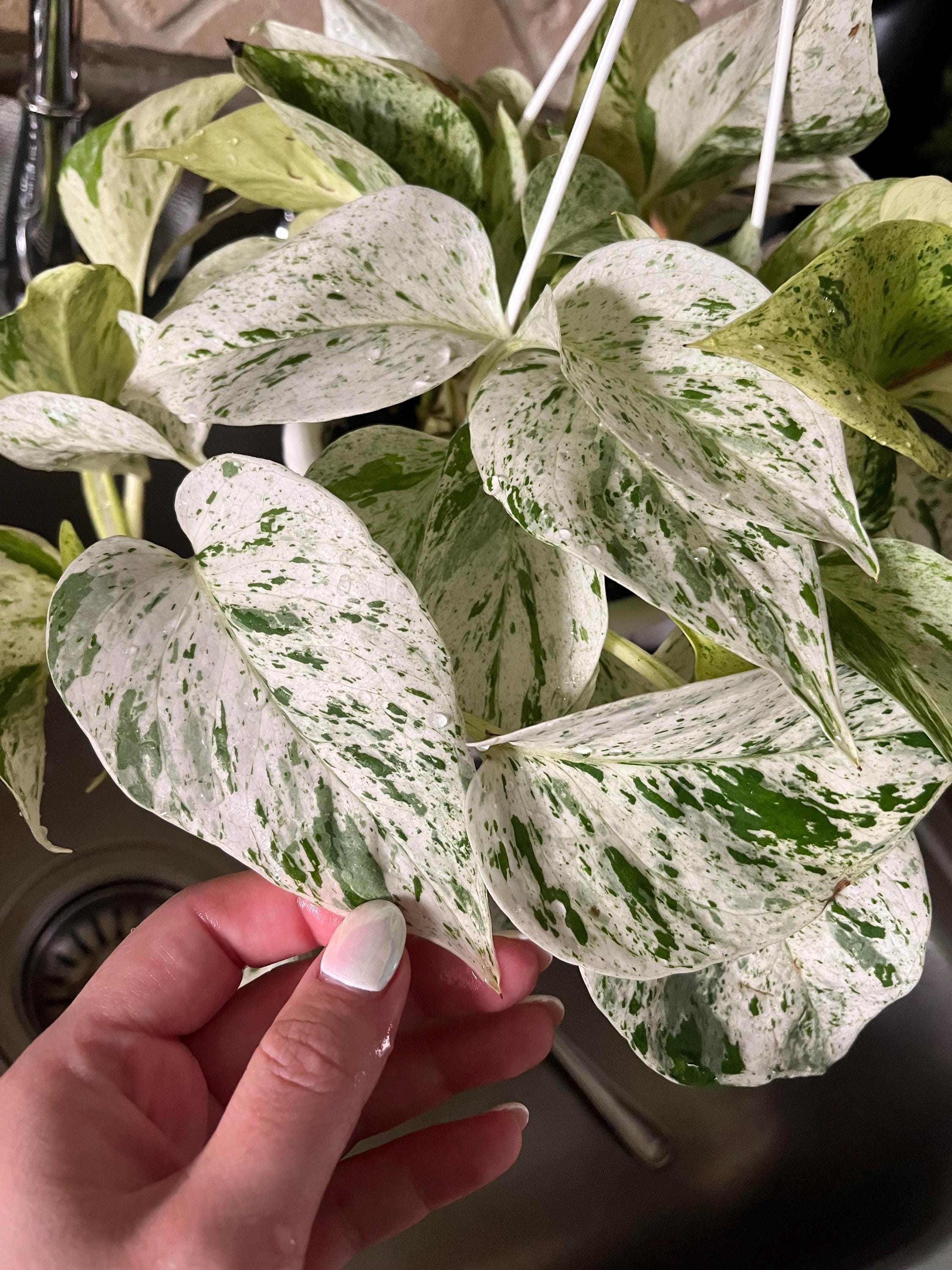 pothos snow queen Pothos Marble “Snow” Queen starter plant **(ALL plants require you to