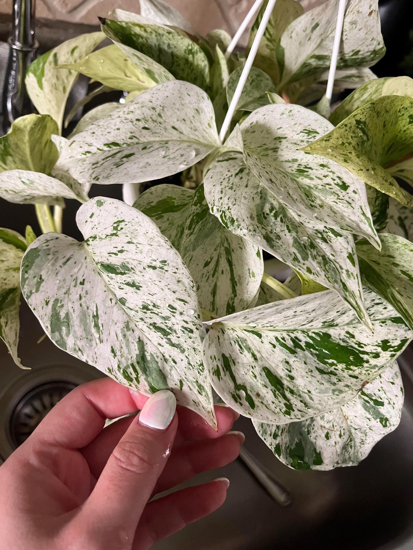 Pothos Marble “Snow” Queen starter plant **(ALL plants require you to purchase ANY 2 plants!)**