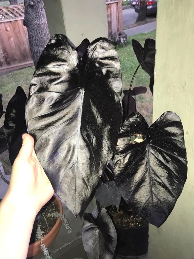 Colocasia electric blue gecko rare elephant ear starter plant **(ALL plants require you to purchase ANY 2 plants!)**