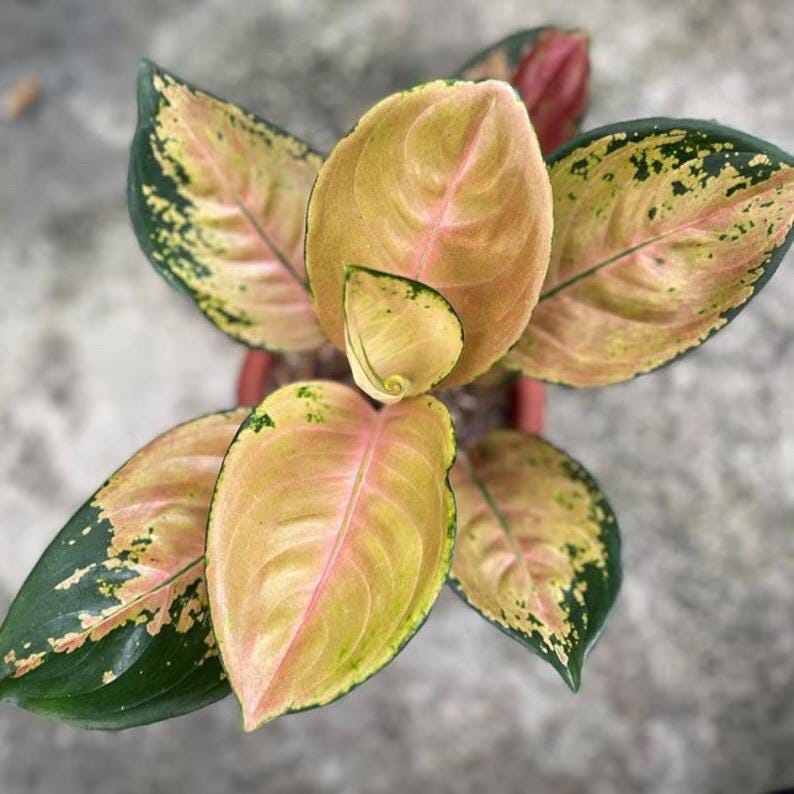 Aglaonema Sultan brunei starter plant **(ALL plants require you to purchase ANY 2 plants!)**