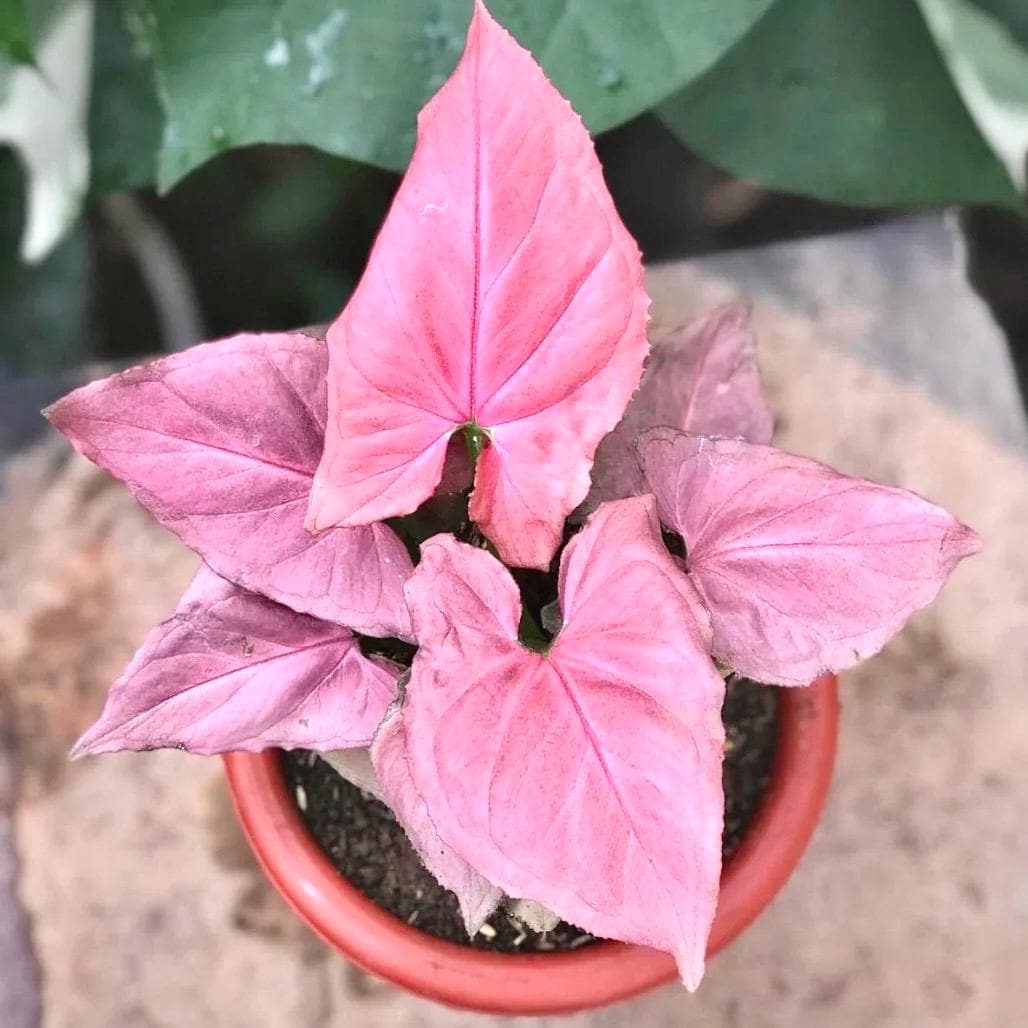 Syngonium pink perfection starter plant **(ALL plants require you to purchase ANY 2 plants!)**