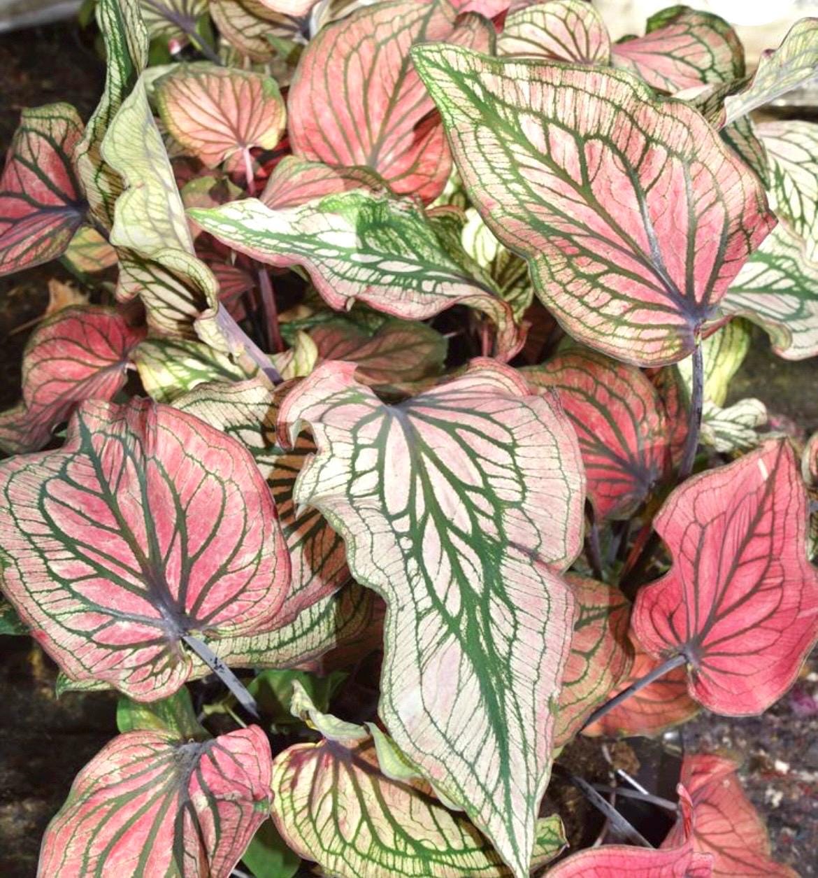 Caladium Lucia white elephant ear 2” plant **(ALL plants require you to purchase ANY 2 plants!)**