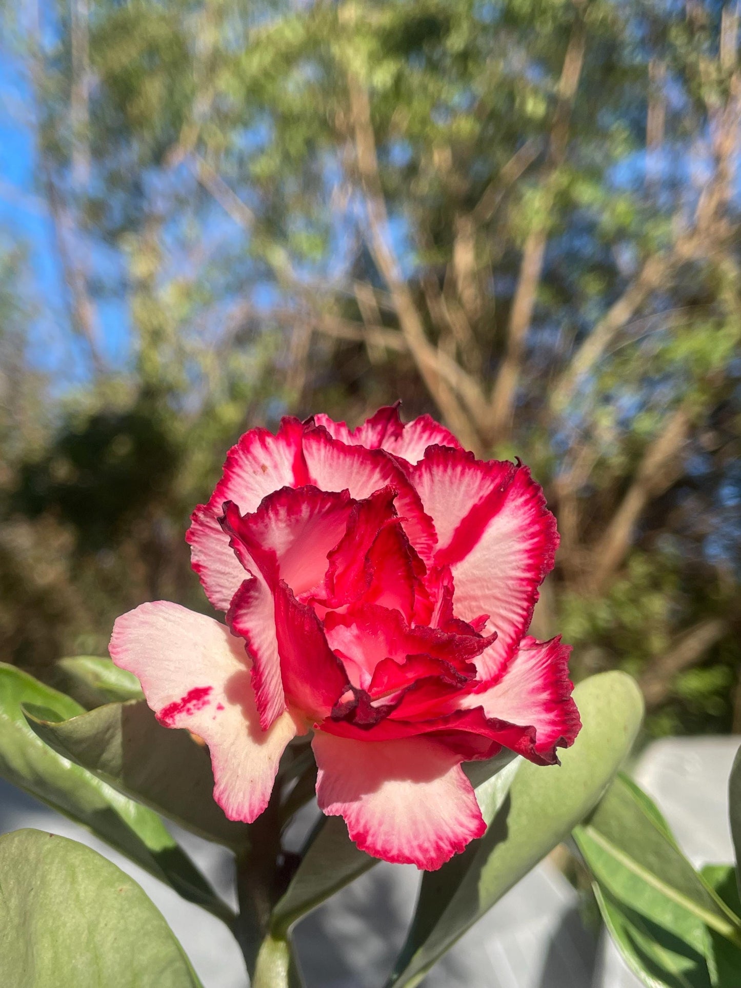 Desert rose “Smokey Makeup” adenium obesum rare flower starter plant **(ALL plants require you to purchase ANY 2 plants!)**