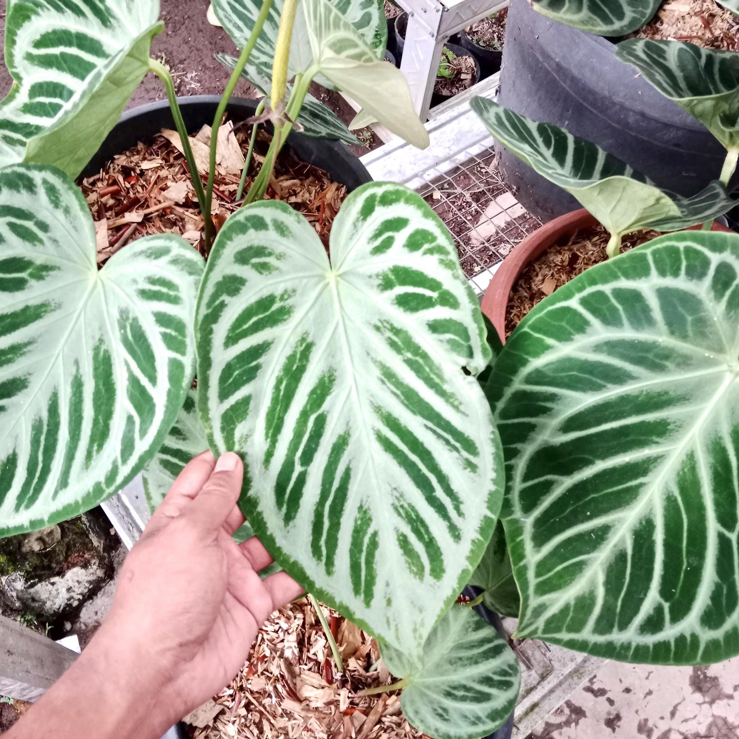Anthurium Silver Blush 4” starter plant **(ALL plants require you to purchase ANY 2 plants!)**
