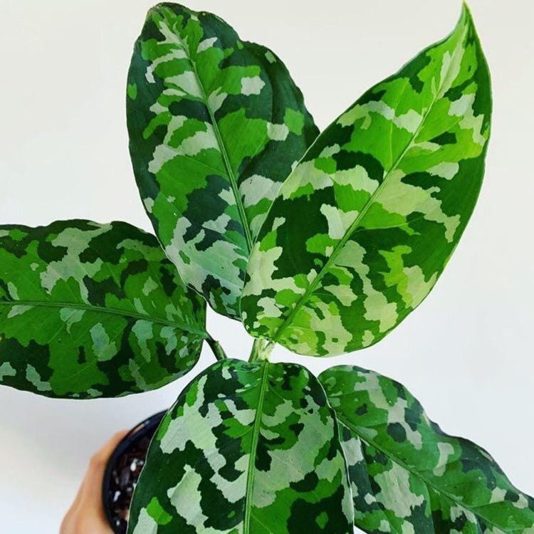 aglaonema pictum var tricolor Aglaonema Pictum tricolor starter plant **(ALL plants require you to purchase ANY 2 plants!)**