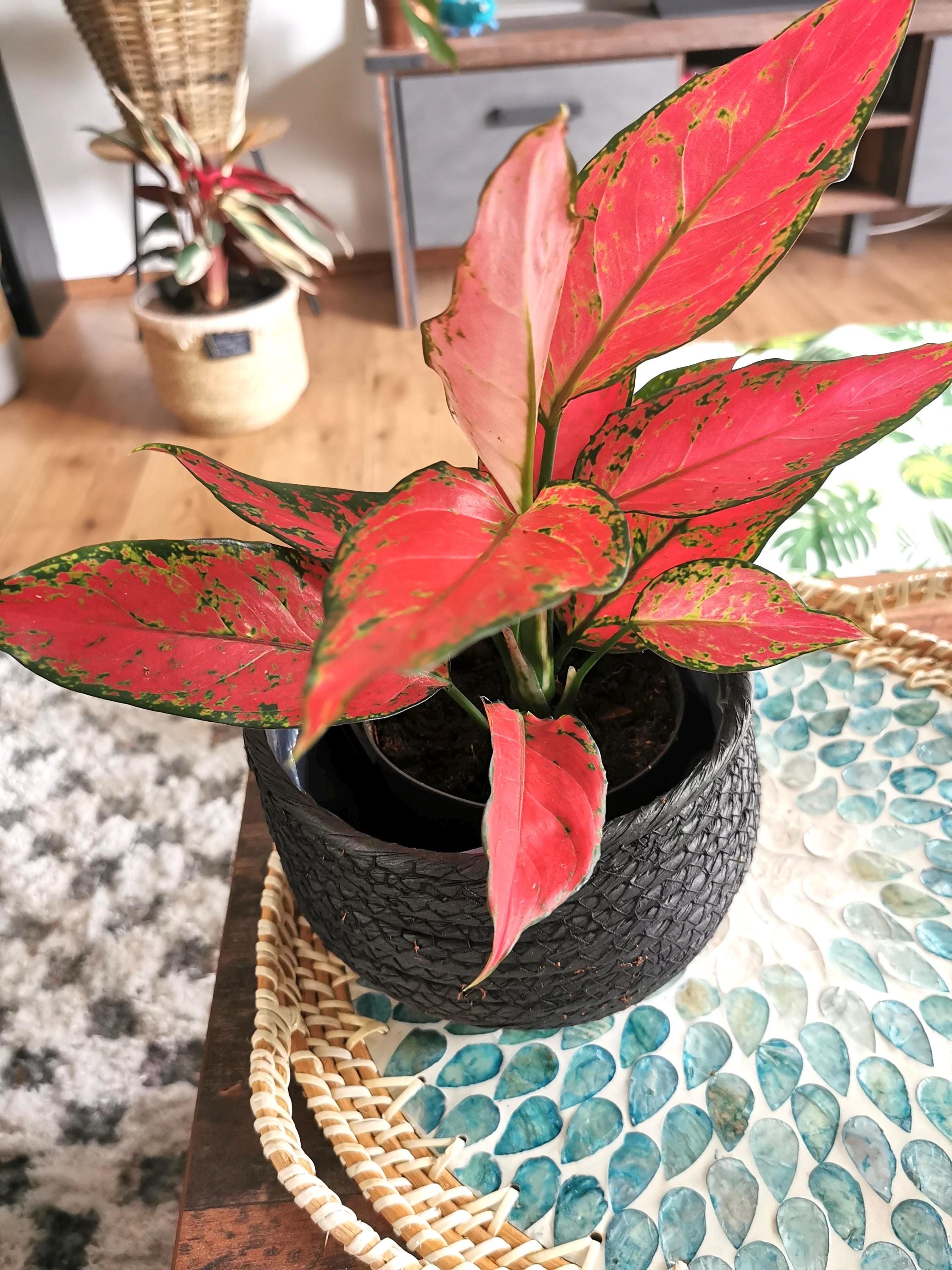 aglaonema lucky plant Aglaonema Lucky red 2” plant **(ALL plants require you to purchase ANY 2 plants!)**