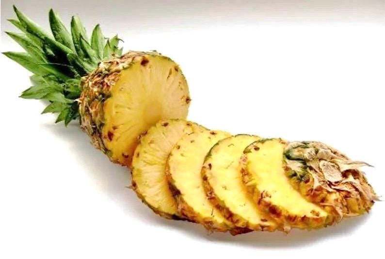 florida special pineapple plant Ananas Florida special (Gold pineapple) starter plant **(ALL plants re – GoldenGreeneryCo
