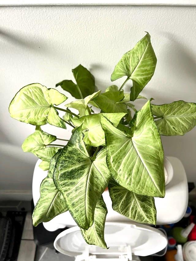Syngonium White butterfly arrowhead starter plant **(ALL plants require you to purchase ANY 2 plants!)**